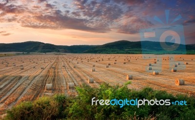 Agriculture Stock Photo