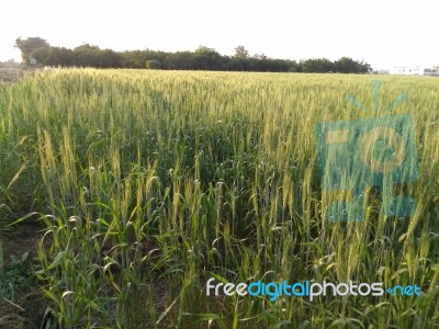 Agriculture Stock Photo