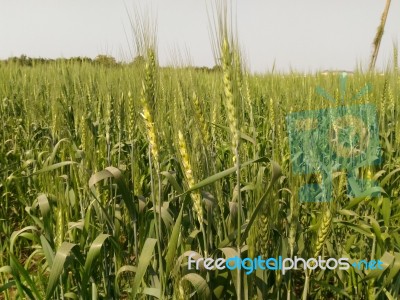 Agriculture Stock Photo