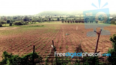 Agriculture Stock Photo