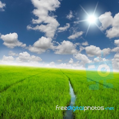 Agriculture Rice Green Field And Blue Sky Background Stock Photo