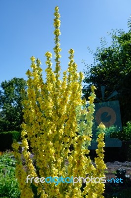 Agrimony (agrimonia Eupatoria) Stock Photo