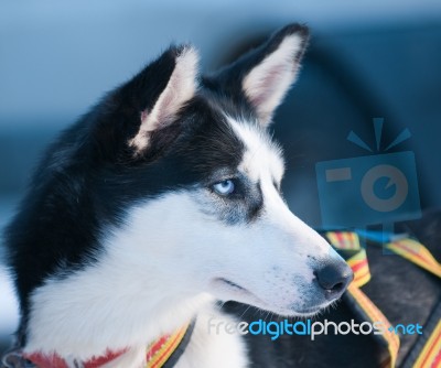 Alaskan Huskie Stock Photo