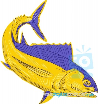 Albacore Tuna Fish Drawing Stock Image