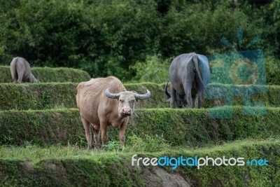 Albino Buffalo In A Field Looking At The Photographer Stock Photo