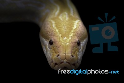 Albino Phyton Head In The Dark Stock Photo