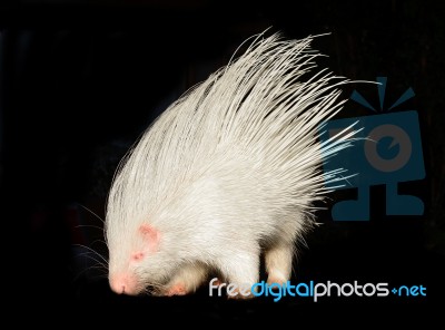 Albino Porcupine Isolated Stock Photo