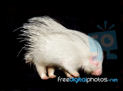 Albino Porcupine Isolated Stock Photo