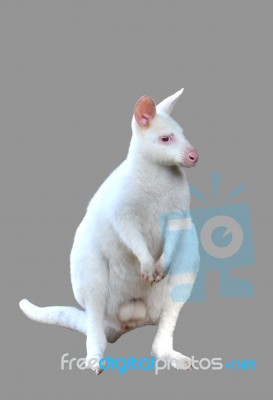 Albino Wallaby Isolated Stock Photo