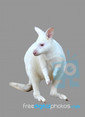 Albino Wallaby Isolated Stock Photo