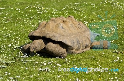 Aldabra Tortoise Stock Photo