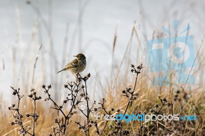 Alert Meadow Pipit On A Frosty Day Stock Photo