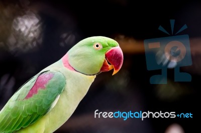 Alexandrine Parakeet Close Up Stock Photo