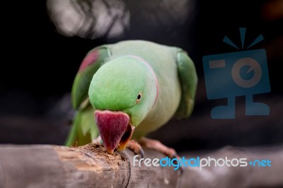 Alexandrine Parakeet Close Up Stock Photo