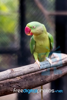 Alexandrine Parakeet Close Up Stock Photo