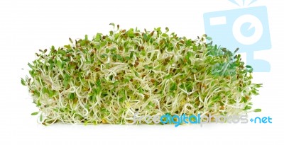 Alfalfa Sprouts Isolated On The White Background Stock Photo