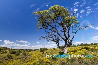 Algarve Countryside Hills With Yellow Bushes In Spring Stock Photo