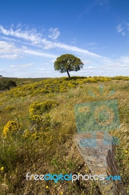 Algarve Countryside Hills With Yellow Bushes In Spring Stock Photo