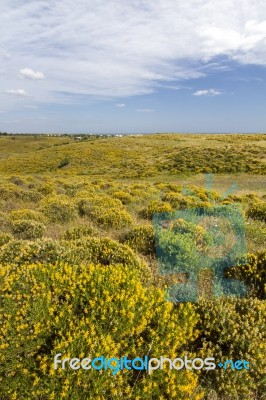 Algarve Countryside Hills With Yellow Bushes In Spring Stock Photo