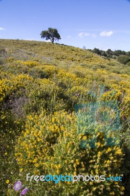 Algarve Countryside Hills With Yellow Bushes In Spring Stock Photo