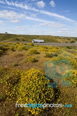 Algarve Countryside Hills With Yellow Bushes In Spring Stock Photo