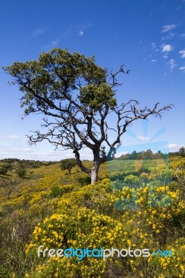 Algarve Countryside Hills With Yellow Bushes In Spring Stock Photo