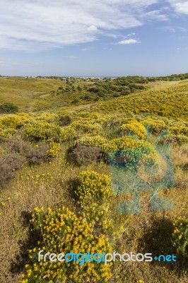 Algarve Countryside Hills With Yellow Bushes In Spring Stock Photo