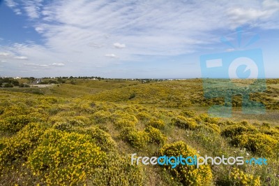 Algarve Countryside Hills With Yellow Bushes In Spring Stock Photo