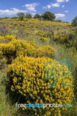 Algarve Countryside Hills With Yellow Bushes In Spring Stock Photo