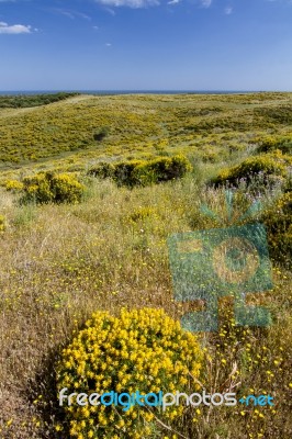 Algarve Countryside Hills With Yellow Bushes In Spring Stock Photo