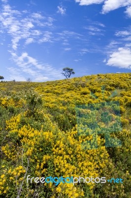 Algarve Countryside Hills With Yellow Bushes In Spring Stock Photo