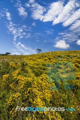 Algarve Countryside Hills With Yellow Bushes In Spring Stock Photo