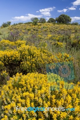 Algarve Countryside Hills With Yellow Bushes In Spring Stock Photo