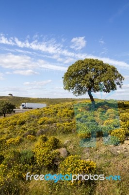 Algarve Countryside Hills With Yellow Bushes In Spring Stock Photo