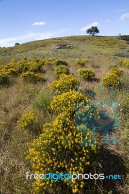 Algarve Countryside Hills With Yellow Bushes In Spring Stock Photo