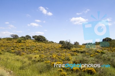 Algarve Countryside Hills With Yellow Bushes In Spring Stock Photo