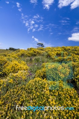 Algarve Countryside Hills With Yellow Bushes In Spring Stock Photo