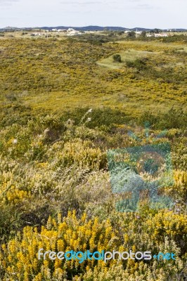 Algarve Countryside Hills With Yellow Bushes In Spring Stock Photo