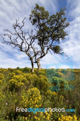 Algarve Countryside Hills With Yellow Bushes In Spring Stock Photo