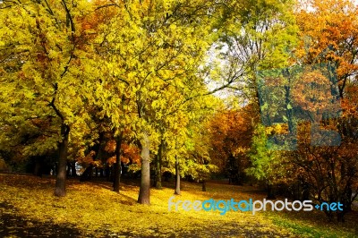 Alley In The City Park In Autumn Stock Photo