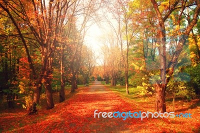 Alley With Red Leaves In Autumn Park Stock Photo