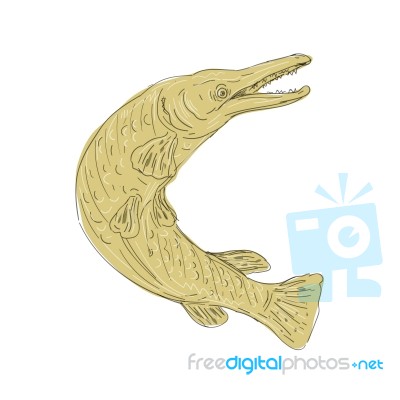 Alligator Gar Fish Swimming Up Drawing Stock Image