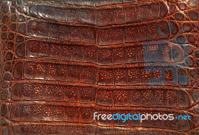 Alligator Leather Stock Photo