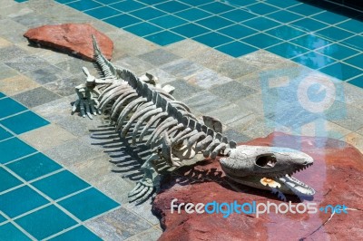 Alligator Skeleton Under Water Stock Photo