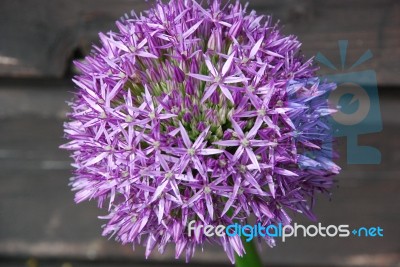 Allium Stock Photo