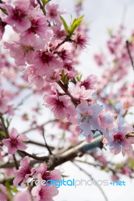 Almond Blossom Stock Photo