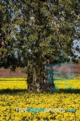 Almond Orchard In A Field Of Yellow Flowers Stock Photo