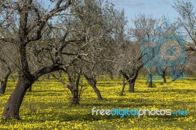 Almond Orchard In A Field Of Yellow Flowers Stock Photo