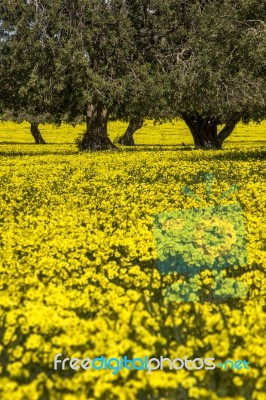 Almond Orchard In A Field Of Yellow Flowers Stock Photo