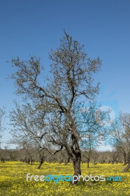 Almond Orchard In A Field Of Yellow Flowers Stock Photo